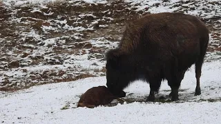 Bison Birth