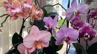 Летний сезон цветения или какие орхидеи будут нас радовать этим летом 🌸