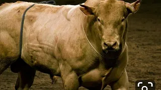 Rodeio-Touro Bodacious: Esse Gosta Do Que Faz!!🐂