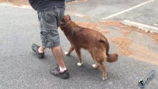 1.5 Year Old Australian Shepherd/Labrador Retriever Mix "Emmie" Before/After Video | Dog Trainers