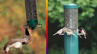 Top 5 Best Squirrel Proof Bird Feeders Review in 2023