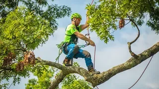 International Tree Climbing Championships 2019