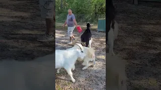 Mischief & Maham 🐐 Goat Breeding Season "Educational for New Goat Owners"