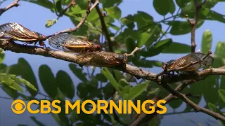 Trillions of cicadas emerge after decades underground