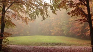 Relaxing Autumn Forest / Leaves Falling From Trees, Fog and Rain in Colorful Forest / 8 Hour