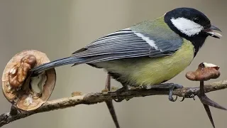 Большая синица и грецкий орех - Наблюдения в природе (Parus major)