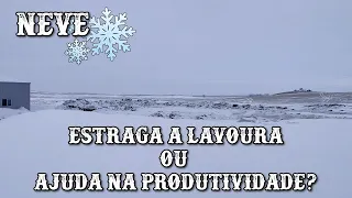 NEVE NA LAVOURA, ESTRAGA  OU AJUDA NA PRODUTIVIDADE???