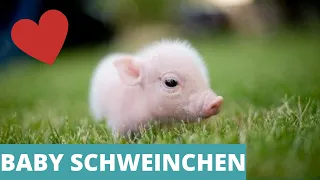 BABY SCHWEINCHEN -Süße Baby Schweinchen Compilation