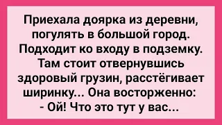 Доярка Увидела Грузина с Расстегнутой Ширинкой! Сборник Свежих Смешных Жизненных Анекдотов!