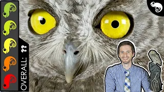 Owl, The Best Pet Reptile?