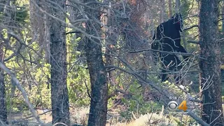 Bigfoot Spotted Near Leadville