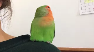 Very chatty lovebird