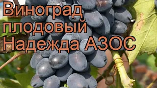 Виноград плодовый Надежда АЗОС (vitis) 🌿 обзор: как сажать, рассада винограда Надежда АЗОС