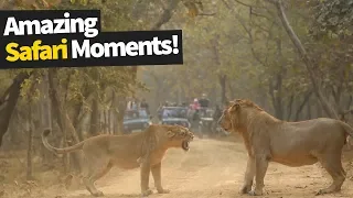 26 Incredible Safari Moments Caught on Camera