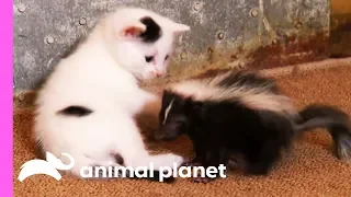 Black And White Kittens Welcome An Oddball Orphan To Their Family | Too Cute!