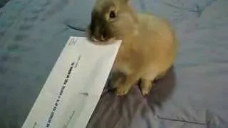 MIT Bunny Letter Opener