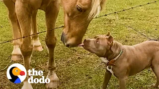 Shelter Pittie Can't Stop Kissing His New Human Sister | The Dodo Pittie Nation