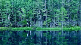 4K撮影2K映像 「新緑の御射鹿池 死ぬまでに行きたい！日本の絶景」奥蓼科 日本の美しい四季 長野県茅野市 6月中旬 自然風景