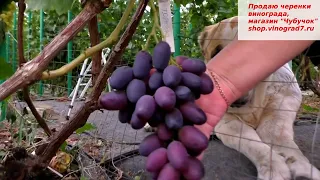 Виноград ТОРНАДО - новая форма Калугина с крупными гроздями и ягодами, приятного вкуса, устойчивости