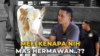 TERNYATA INI KONDISI MELI SETELAH DILIHAT MAS HERMAWAN SETIA FARM.