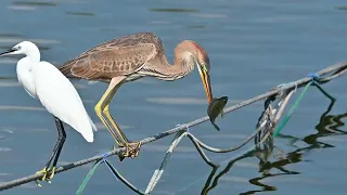 Purple heron #herons #foodchain