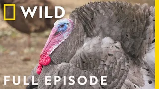 The Terrible Turkey Trot (Full Episode) | Dr. T, Lone Star Vet