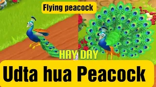 Flying Peacock (udta hua more) उड़ता मोर !!