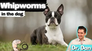 Whipworms in the Dog.  Dr. Dan explains everything.