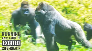 Excited Silverback Gorilla Chases After Young Male | The Shabani Group