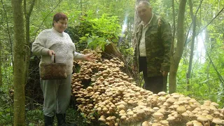 Закон о грибах.Какие грибы нельзя собирать?Штраф 1миллион руб.#кулинария #грибы #кухня #краснаякнига