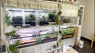Here is my room with over 100 frogs and toads!