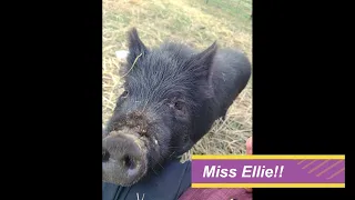 Meet Ellie! Our new pet piggy!