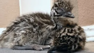 The CUTEST Emu chicks cuddle up with each other awwww