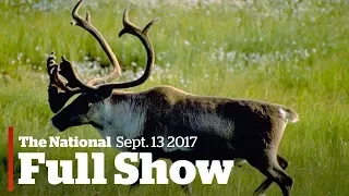 The National for Wednesday September 13, 2017: Canadian wildlife decline, Irma, Alberta wildfire