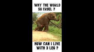 Heartwarming! Crippled elephant with three legs #Short
