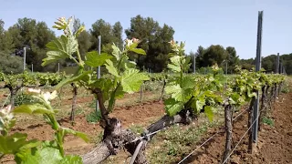 Poda verde en viñedo, objetivos y ventajas