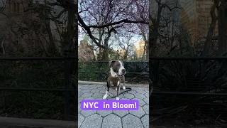 NYC in Bloom w/Hudson the Dog #cutedog #doglover #pitbull #dogshorts #doglife #doglovers #nyc #bloom