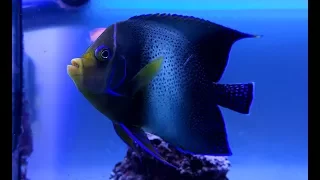 Морская рыба ангел Pomacanthus semicirculatus, Koran Angelfish (взрослый)