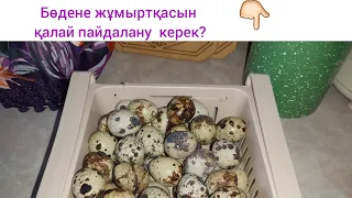 Бөдене жұмыртқасын қалай пайдалану керек және пайдасы.