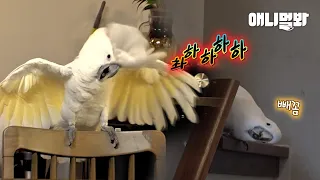 Reason Why a Selfharming Cockatoo Changed Completely