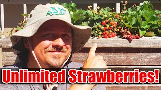 7 Tips To Increase Your Strawberry Yields