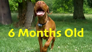 6 Month Old Hungarian Vizsla (26 Weeks Old)