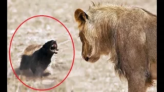 Honey Badger - Fearless Species | Wild Africa Kalahari Badgers (2018 Documentary)