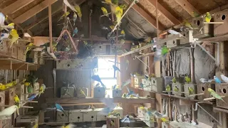 FAST GROWING PARAKEETS AVIARY🙋‍♂️👌