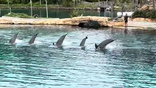 Dolphin full show at Sea world Gold Coast #dolphins #goldcoastaustralia #seaworld