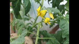 томат на гидропонике май 24г - плохой сорт