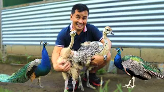 I spent almost 150,000 Php on these exotic animals! The most expensive pets I've ever had on my farm