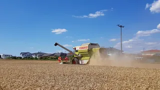 Claas Commandor 116 CS im Weizen