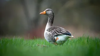 The fastest Duck In The World / Mallard Duck Speed On # Viral (Full HD- 1080p) Mix Nature World 🌍