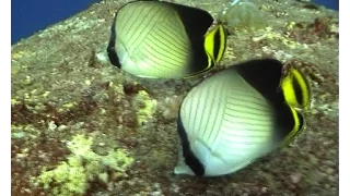 Colorful reef fishes, Indian Ocean